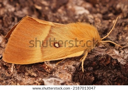 Detailed closeup of the brown ad hairy Oak eggar moth, Lasiocampa quercus sitting on wood