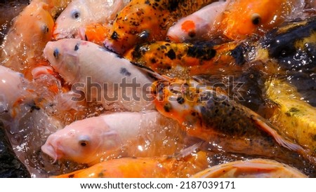 Bunch colorful koi fish come to the surface of the water in Kampung Flory Jogja, Sleman, Jogyakarta