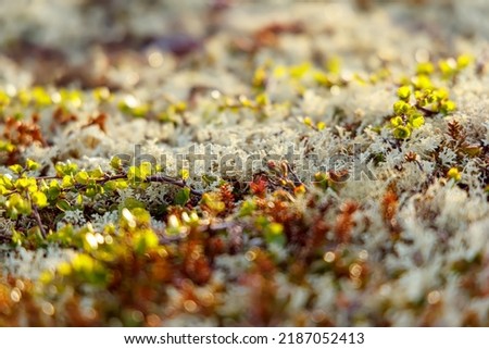 Arctic Tundra lichen moss close-up. Found primarily in areas of Arctic Tundra, alpine tundra, it is extremely cold-hardy. Cladonia rangiferina, also known as reindeer cup lichen. Royalty-Free Stock Photo #2187052413