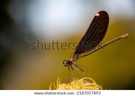 A Beautiful demoiselle damselfly. Calopteryx virgo.
