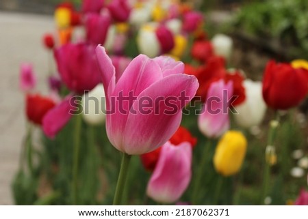 pictures from the tulip festival