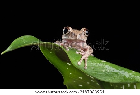 frog is any member of a diverse and largely carnivorous group of short-bodied, tailless amphibians composing the order Anura. 