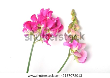 Sweet peas on a white background
