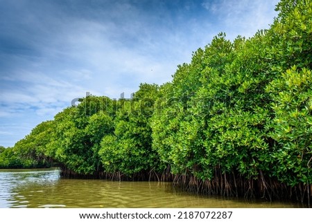 Pichavaram Mangrove Forests. The second largest Mangrove forest in the world, located near Chidambaram in Cuddalore District, Tamil Nadu, India Royalty-Free Stock Photo #2187072287