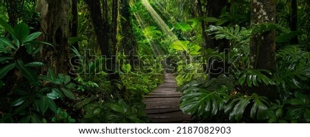 Tropical Rain forest in Costa Rica Royalty-Free Stock Photo #2187082903