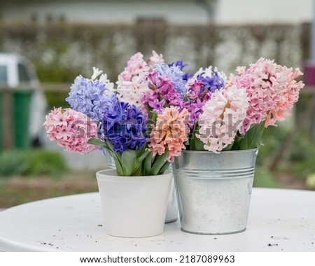 Bright, spring composition of colorful hyacinths in pots. Royalty-Free Stock Photo #2187089963