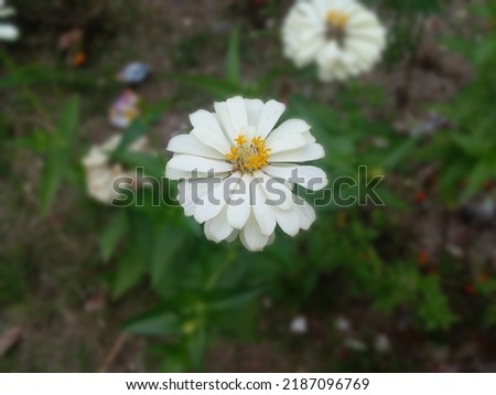 photo of white flowers blooming in my yard