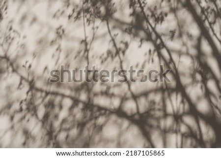 Aesthetic sunlight shadow of tree leaves on the neutral beige wall background