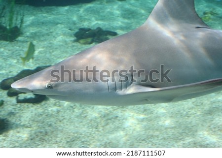 Blacknose shark (Carcharhinus acronotus) at a local zoo