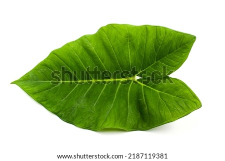The green leave of elephant's ear plant are large, long with a sagittate shape. Elephant Ears or Colocasia, Alocasia, and Xanthosoma leave isolated on white background. Royalty-Free Stock Photo #2187119381
