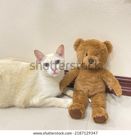 A cat with his friend