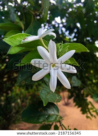 Beautiful Pichcha flowers shining in the whitest color, green Pichcha trees