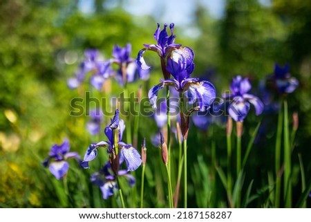 Siberian iris in spring garden. Group of blooming Siberian irises (iris sibirica) in the garden. Royalty-Free Stock Photo #2187158287