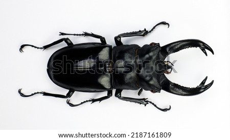 Beetle isolated on white. Giant black stag beetle Hexarthrius buqueti macro. Collection beetle, lucanidae, coleoptera, insects, entomology Royalty-Free Stock Photo #2187161809