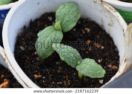 Cucumber cultivation in a vegetable garden. In Japan, seeds can be sown from April to May and harvested one month after germination. Summer vegetables that are easy to make even for beginners.