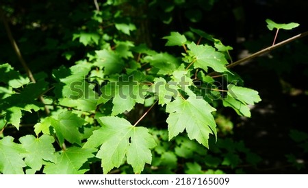 Green Leaves in dense forest of United States