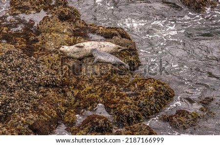 Two harbor seals, one female adult and one pup resting on a rocky seashore, photographed at low tide in spring, Yaquina Head, Newport, Oregon. The pup appears to be nursing or trying to nurse. Royalty-Free Stock Photo #2187166999