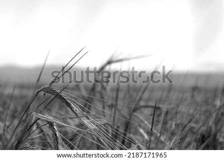 Wheat field and seed heads close-up against the sky