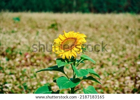 Beautiful sunflower on a sunny day with a natural background Selective focus High quality photo