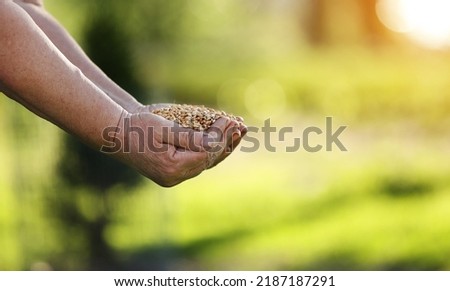 Wheat grains fall from old hand in the wheat field at the golden hour time. Concept of the peace. Close Up Nature Photo Idea Of A Rich Harvest