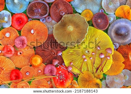 toadstool mushrooms toxic psychedelic dangerous ecosystem Royalty-Free Stock Photo #2187188143
