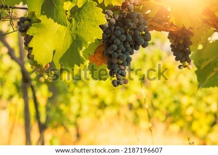 Bunch of black grapes in a vineyard on a sunny day.Summer season. High quality photo