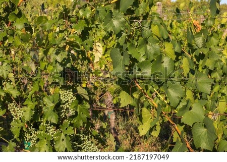 Grapes growing in a vineyard on a sunny day.Summer season. High quality photo