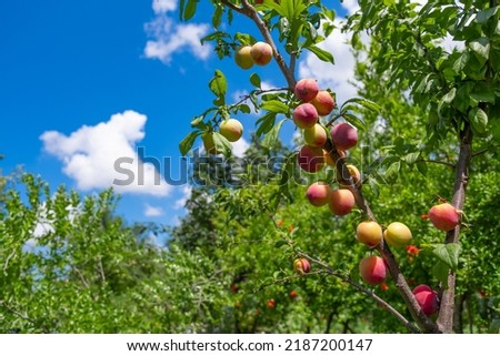 cherry plum, cherry plum ripening on the branch of the plum tree. fried ripe fruit, selective focus