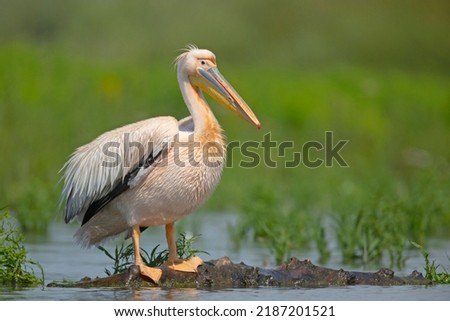 The great white pelican (Pelecanus onocrotalus) Royalty-Free Stock Photo #2187201521