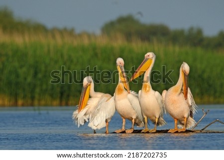 The great white pelican (Pelecanus onocrotalus) Royalty-Free Stock Photo #2187202735