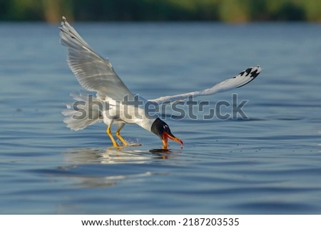 The Pallas's gull (Ichthyaetus ichthyaetus)