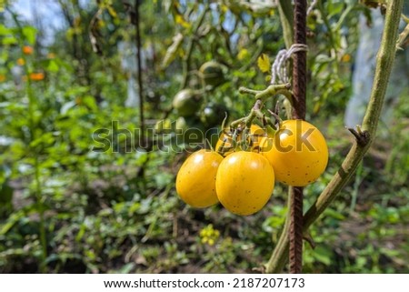 Three yellow tomatoes grow in the garden, unripe vegetables grow on the bush Royalty-Free Stock Photo #2187207173