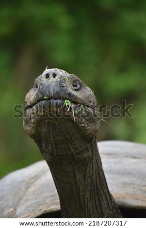 Galapagos Giant Tortoise on the island of Santa Cruz 