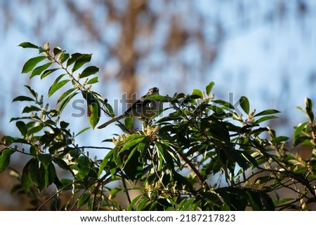 Northern mockingbird (Mimus poslyglotto) looking out from its perch on a bush