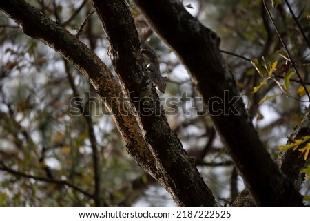 Eastern gray squirrel (Sciurus carolinensis) climbing down a tree limb