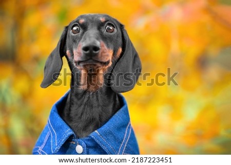 Cute dachshund puppy in denim clothes on background of orange autumn park looks into camera. Close-up portrait of dog in autumn against background of orange blurred leaves. Walk in autumn park Royalty-Free Stock Photo #2187223451