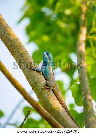 Blue crested chameleon. a type of chameleon from the Agamidae tribe found in Southeast Asia Thailand
