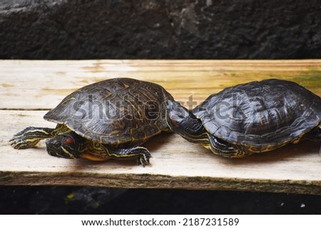 The red-eared slider or red-eared terrapin is a subspecies of the pond slider, a semiaquatic turtle belonging to the family Emydidae. It is the most popular pet turtle in the United States, is also po Royalty-Free Stock Photo #2187231589