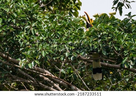 An amazing beauty of Great Hornbill which is local bird that lives in Khao Yai National Park in Thailand
