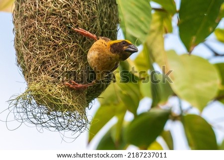 The stunning beauty of Baya Weaver which is local bird that lives and nesting in Thailand