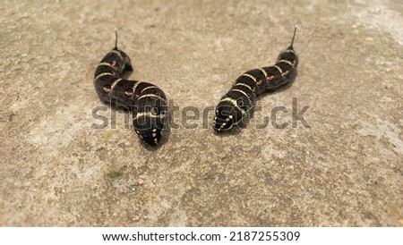 Black Insect,Two black worms eating leaves. Two black insects resembling snakes. Two long black worms.