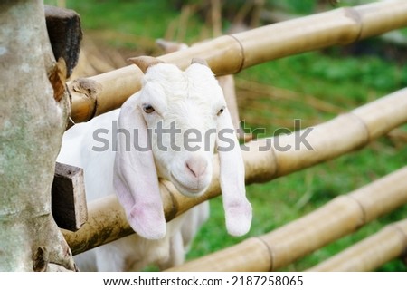 Picture of a baby goat emerging from the farm.
