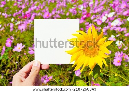 Blank title card mockup with a single yellow sunflower flower against a pink cosmos field background