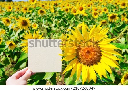Cute comment space mockup with summery flowers against the backdrop of a field of fully bloomed sunflowers