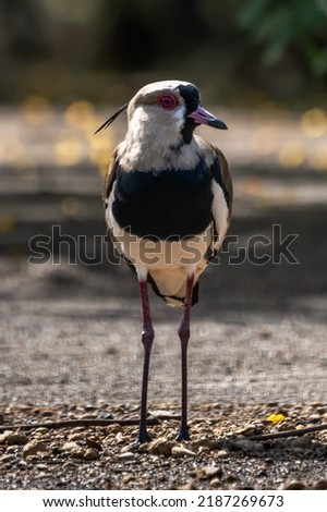 Beautiful red-wattled lapwing bird (Vanellus indicus) in the hole, bird of Thailand