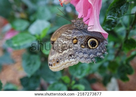 Exotic butterfly on the plant with beautiful wings