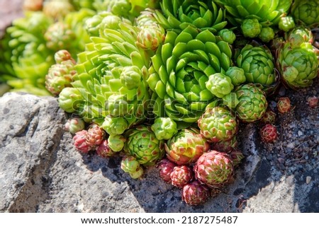 Succulents growing on rocks. Desert garden with succulents. Closeup of cacti growing between rocks on a mountain. Indigenous South African plants in nature. Modern gardening, cactus close up. Royalty-Free Stock Photo #2187275487