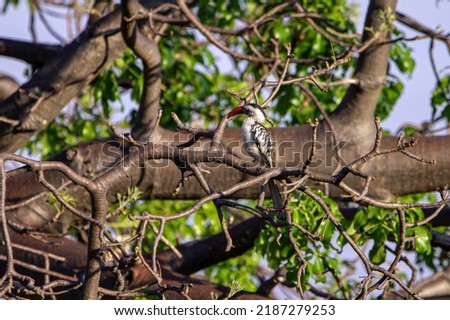 Red billed Hornbill in Tanzania national park sitting in the tree