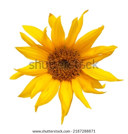 Yellow sunflower blooming beautiful isolated on the white background