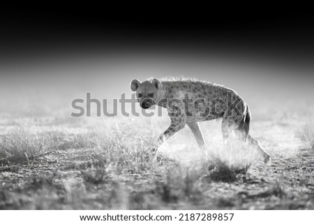 Spotted Hyena,Crocuta crocuta in motion. Black and white, artistic processed, dry semi-desert environment, dark background. Animals of Kalahari, Botswana safari. 